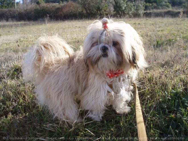 Photo de Shih tzu