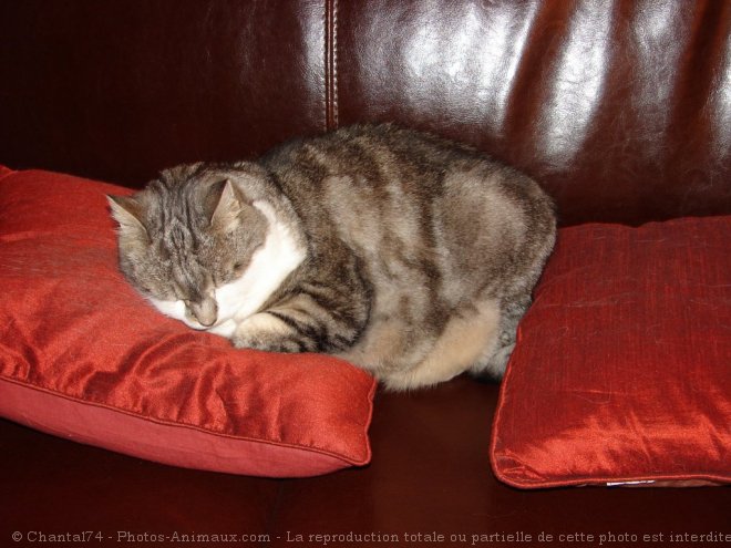 Photo de Chat domestique