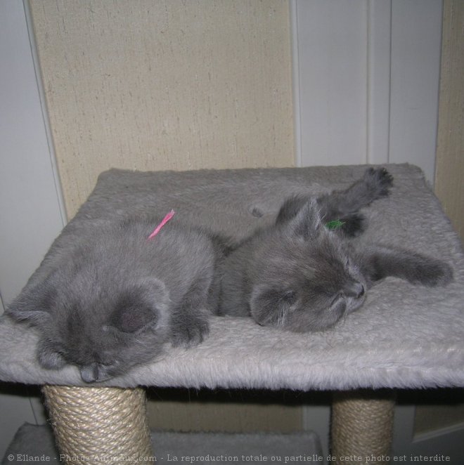 Photo de Chartreux