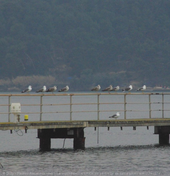 Photo de Mouette