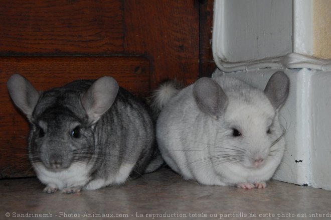 Photo de Chinchilla