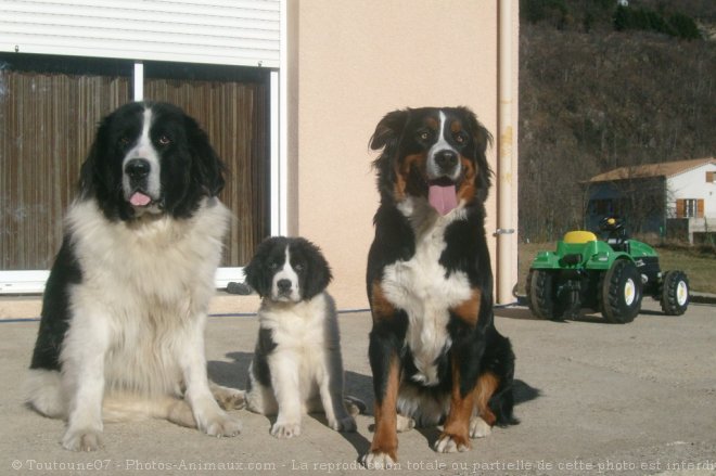 Photo de Landseer (type continental europen)