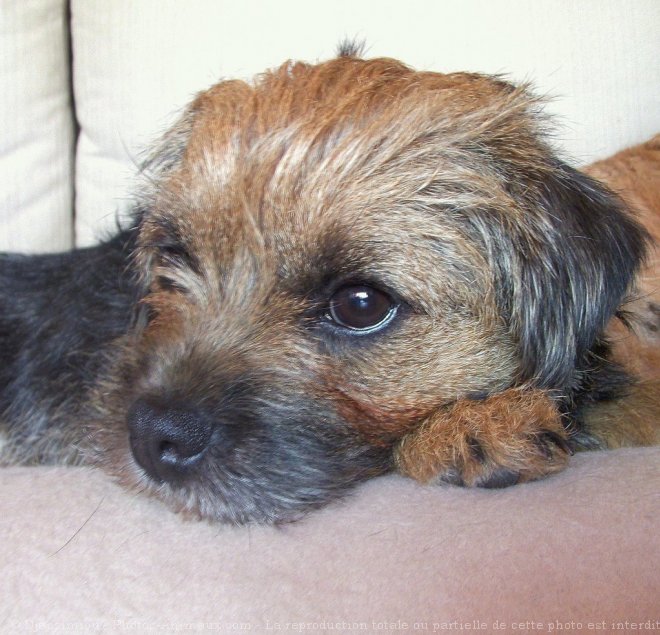 Photo de Border terrier