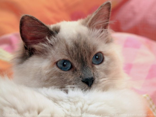 Photo de Ragdoll