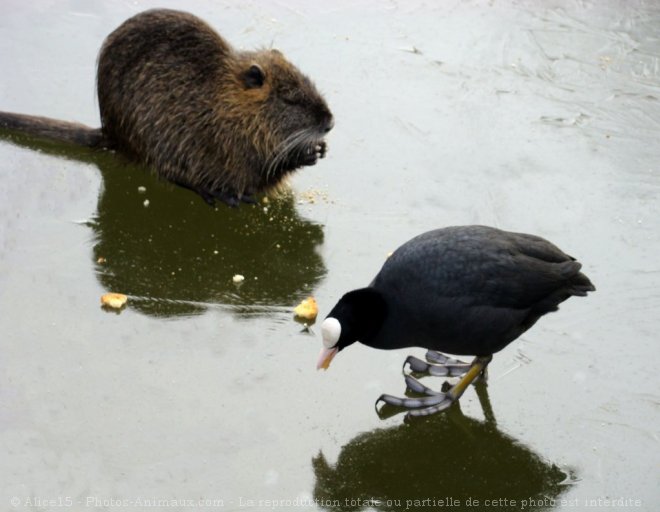 Photo de Races diffrentes