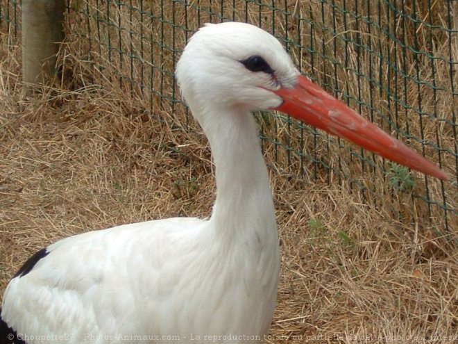 Photo de Cigogne