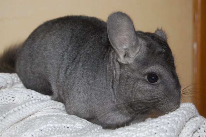 Photo de Chinchilla