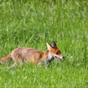 Photo de Renard