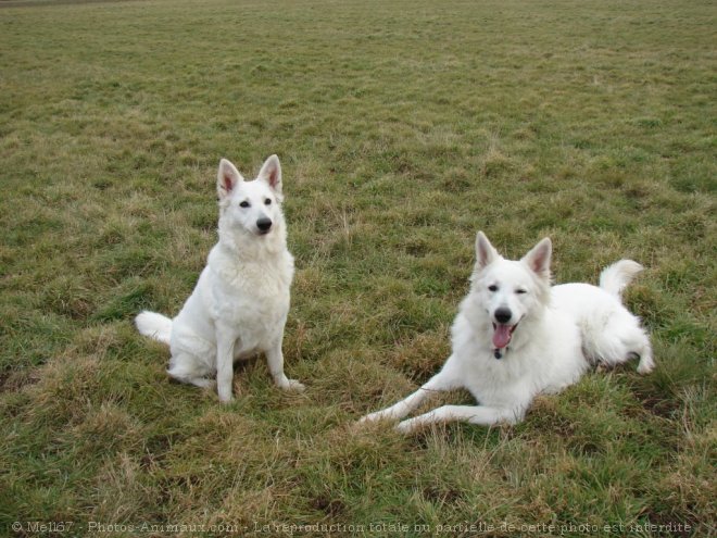 Photo de Berger blanc suisse