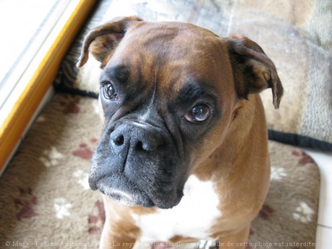 Photo de Boxer