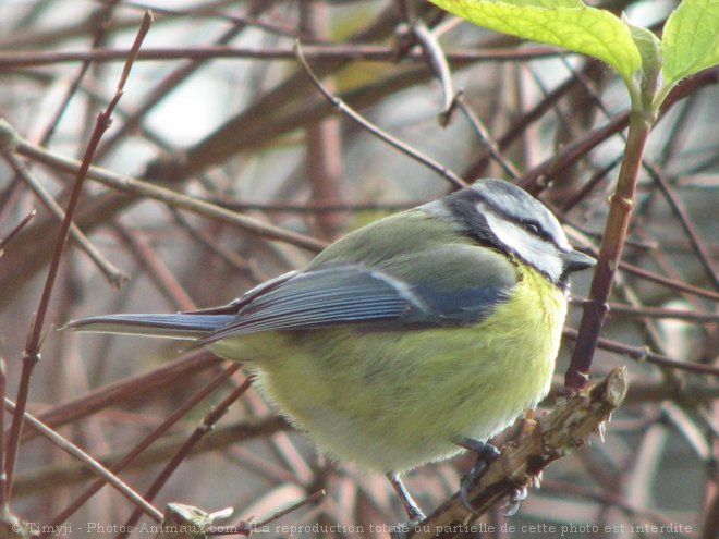 Photo de Msange bleue