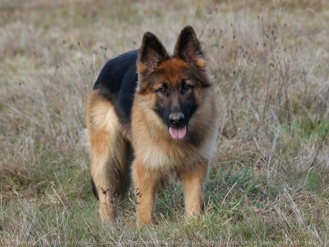 Photo de Berger allemand  poil court