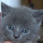 Photo de Chartreux