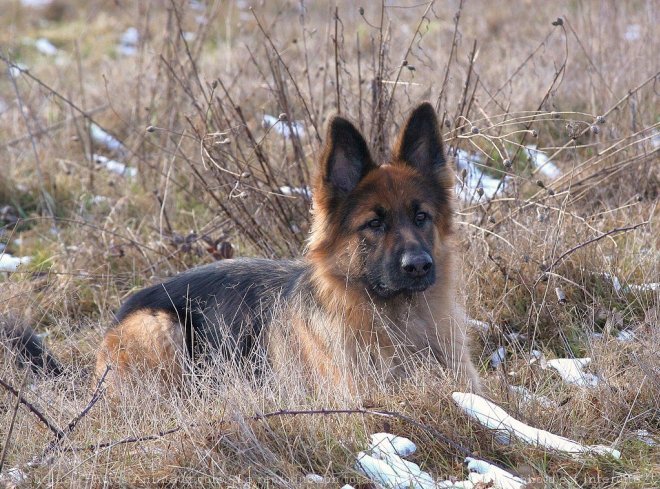 Photo de Berger allemand  poil court