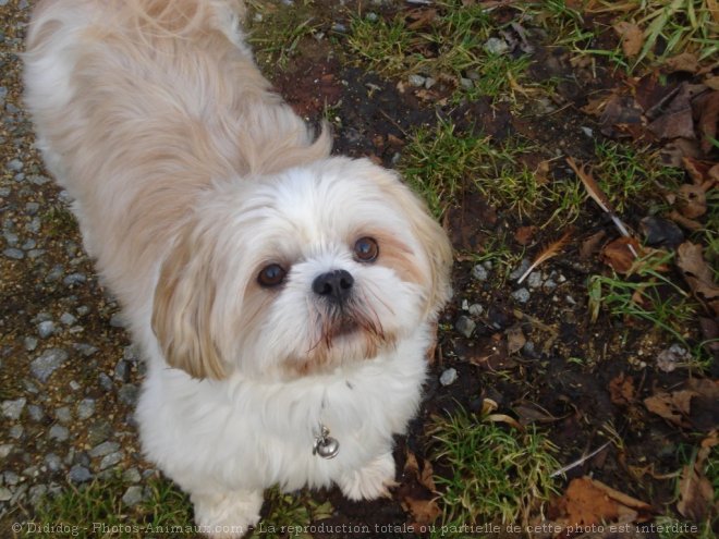 Photo de Shih tzu