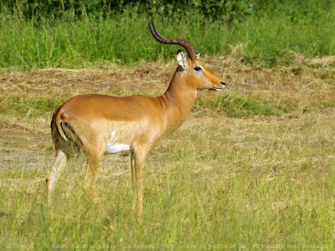 Photo d'Impala