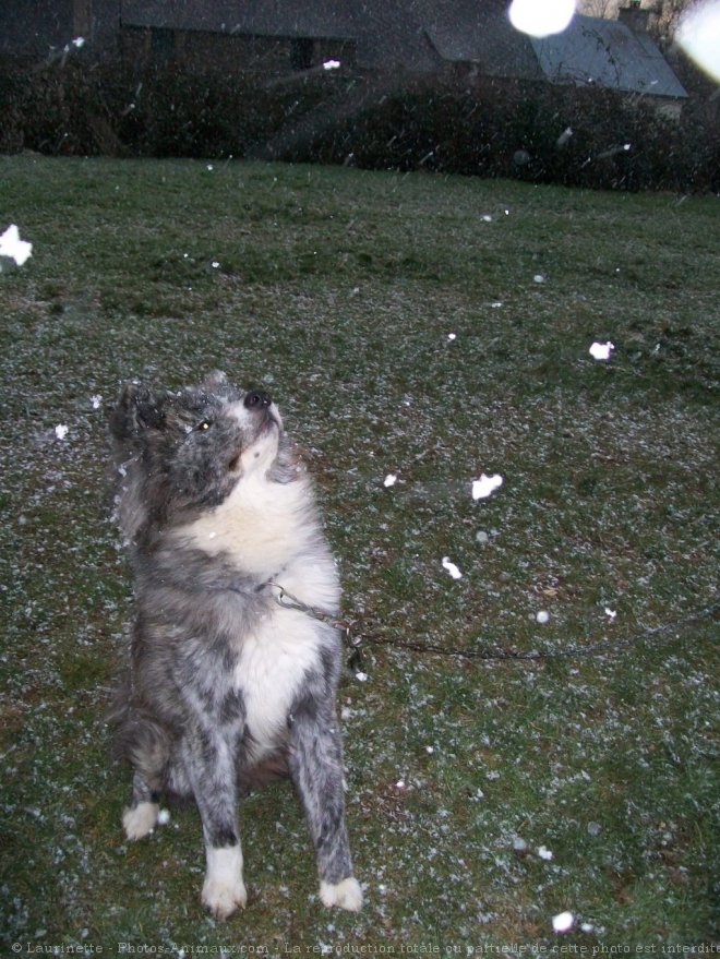 Photo d'Akita inu