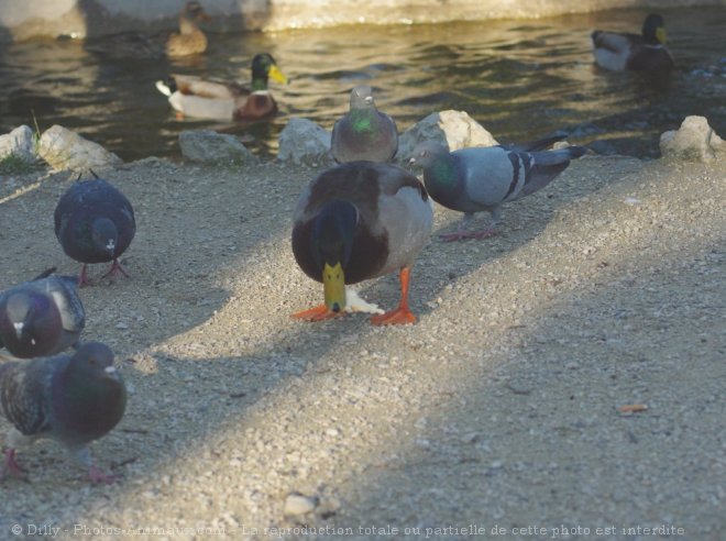 Photo de Races diffrentes