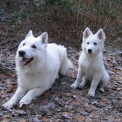 Photo de Berger blanc suisse