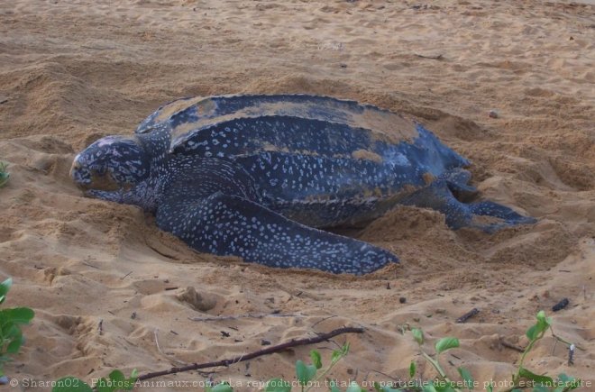 Photo de Tortue