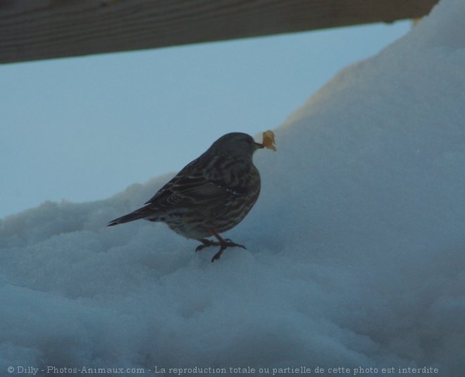 Photo de Moineau