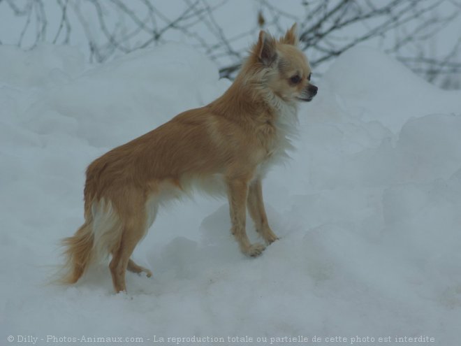 Photo de Chihuahua  poil long