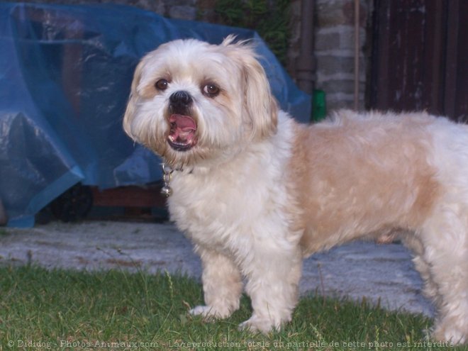 Photo de Shih tzu