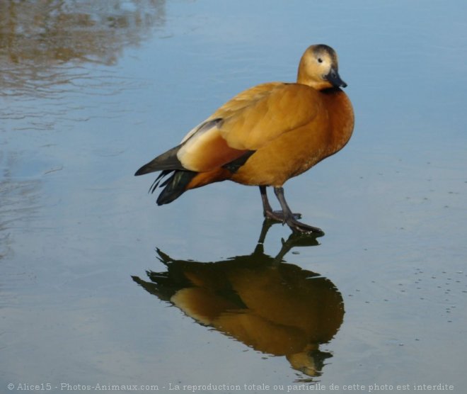 Photo de Canard tadorne casarca