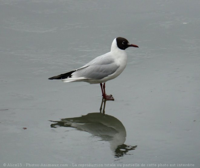 Photo de Mouette