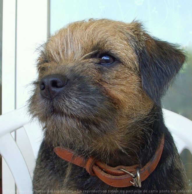 Photo de Border terrier