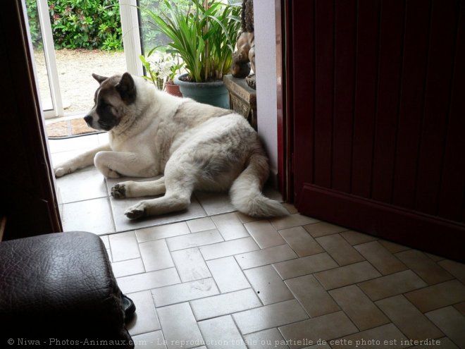 Photo d'Akita americain