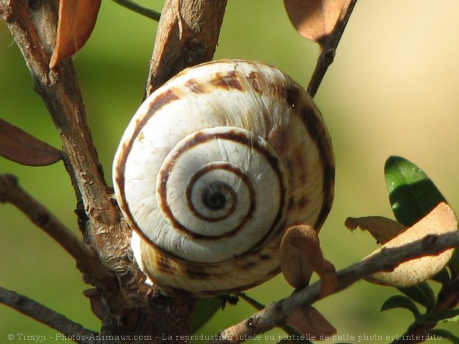 Photo d'Escargot