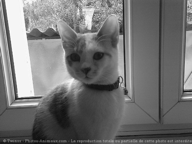 Photo de Chat domestique