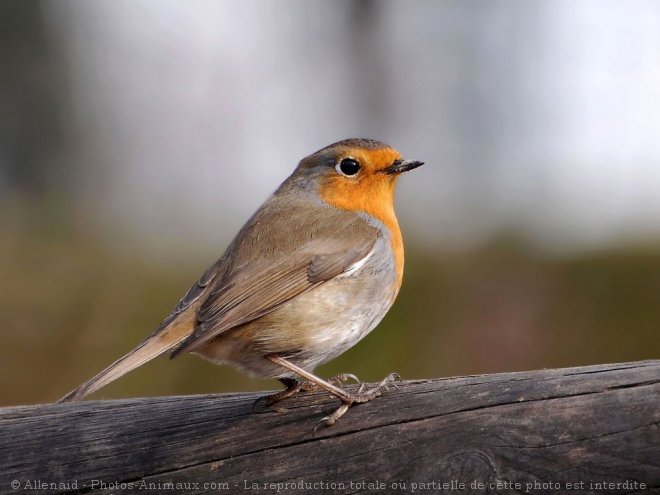 Photo de Rouge gorge