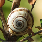 Photo d'Escargot