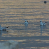 Photo de Mouette