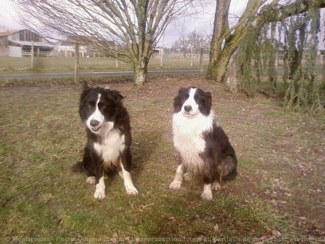 Photo de Border collie