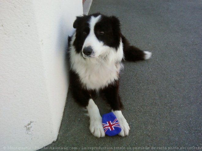 Photo de Border collie