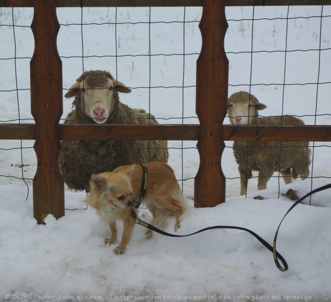 Photo de Chihuahua  poil long