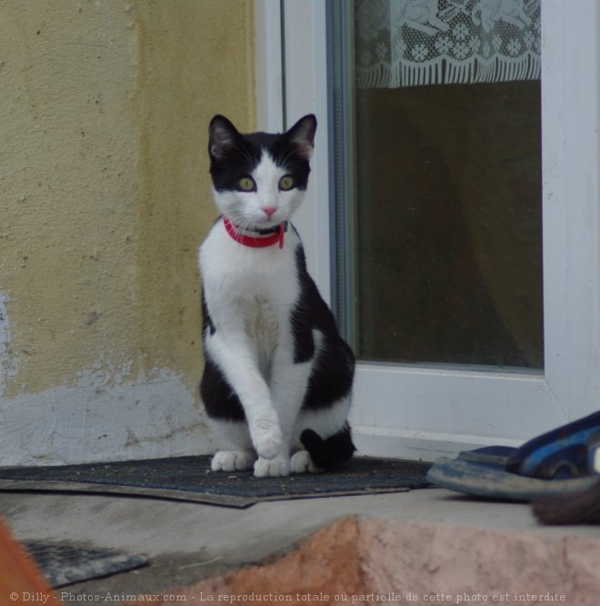 Photo de Chat domestique