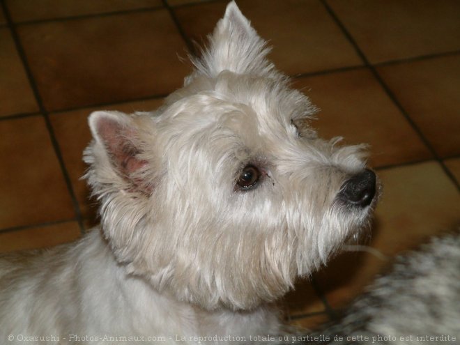 Photo de West highland white terrier