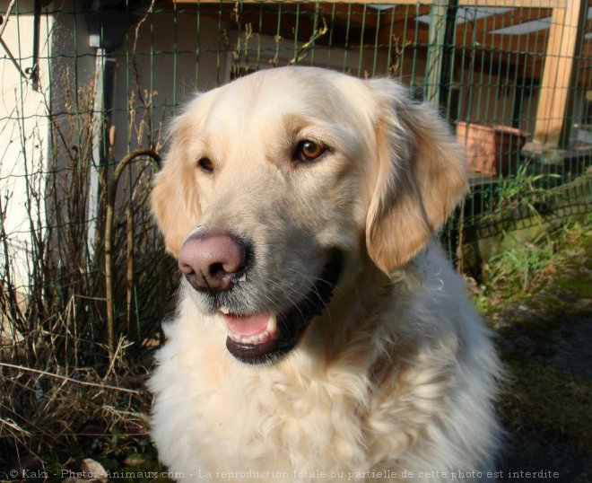 Photo de Golden retriever