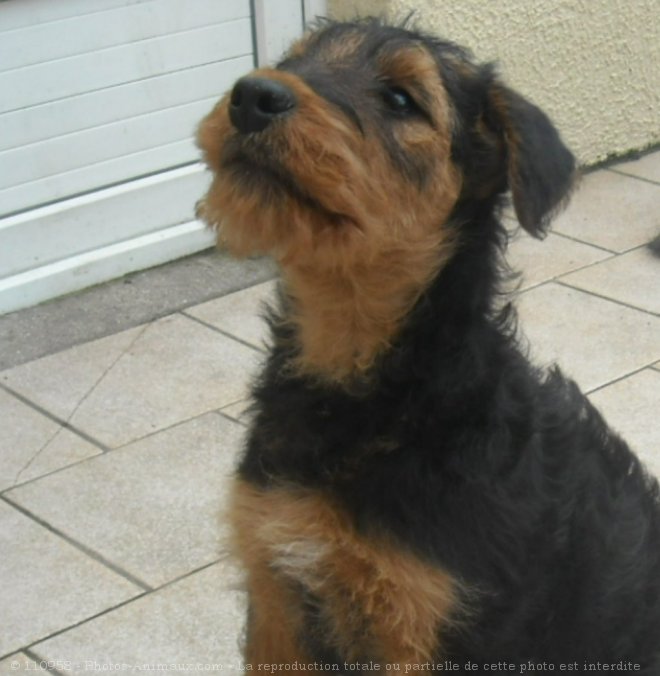 Photo d'Airedale terrier