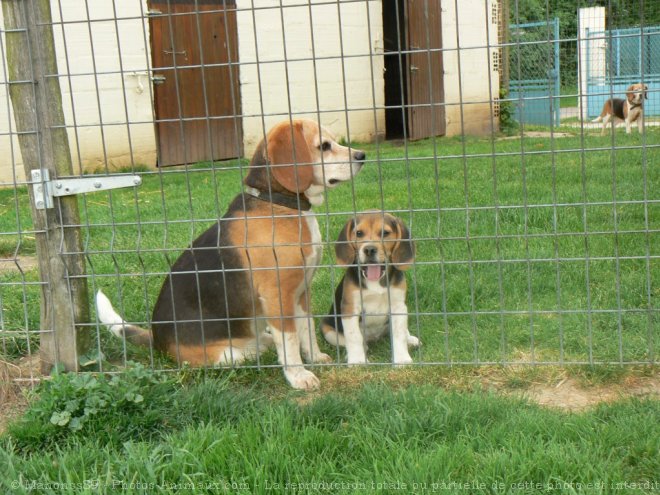 Photo de Beagle