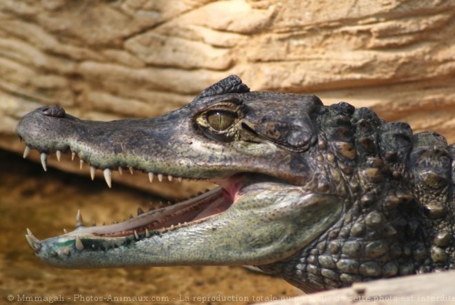 Photo de Crocodile