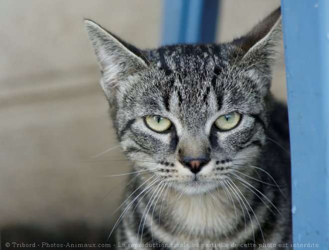 Photo de Chat domestique