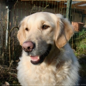 Photo de Golden retriever