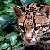 Photo d'Ocelot