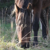 Photo de Trotteur franais