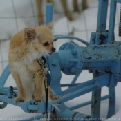 Photo de Chihuahua  poil long